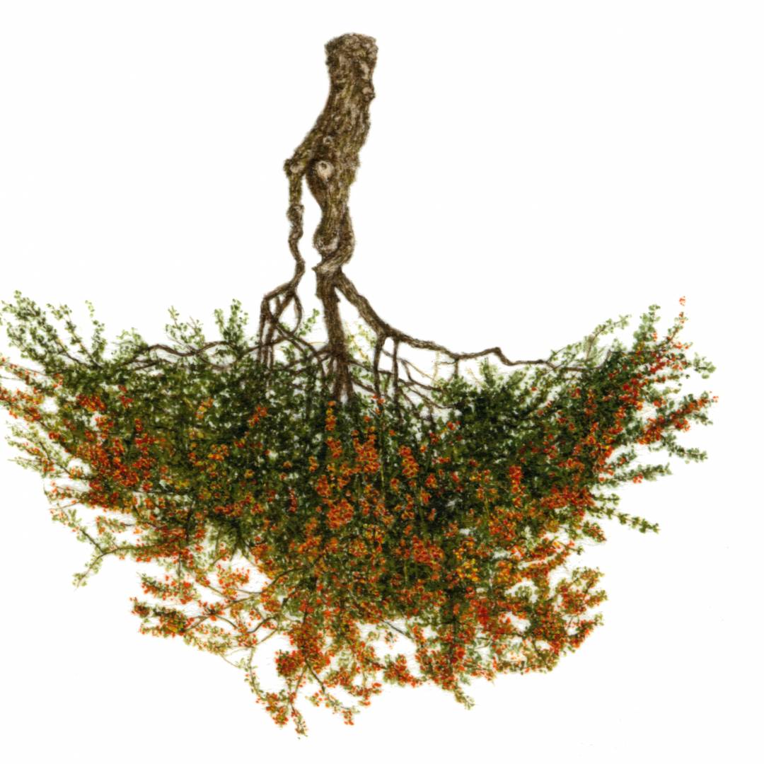arbre miniature aquarelle sur papier 36 exemples d'arborescence philippe jacquin-ravot